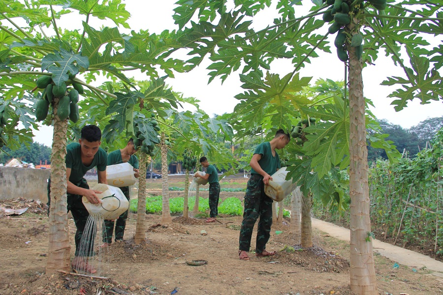 Bí quyết bảo đảm đủ rau xanh mùa giáp vụ